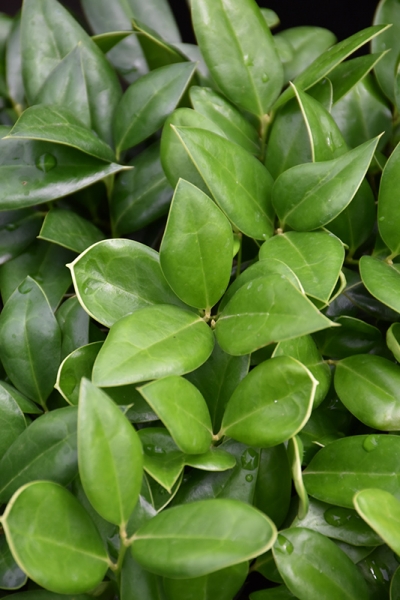 Carissa Chinese Holly