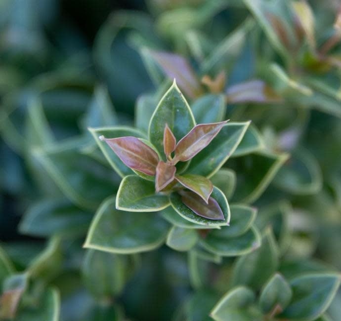Carissa Chinese Holly
