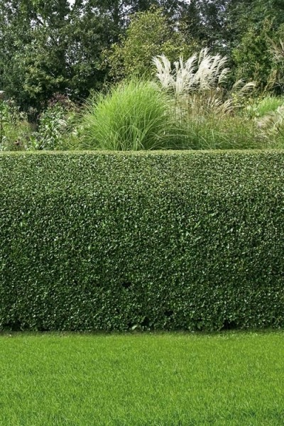Compacta Japanese Holly