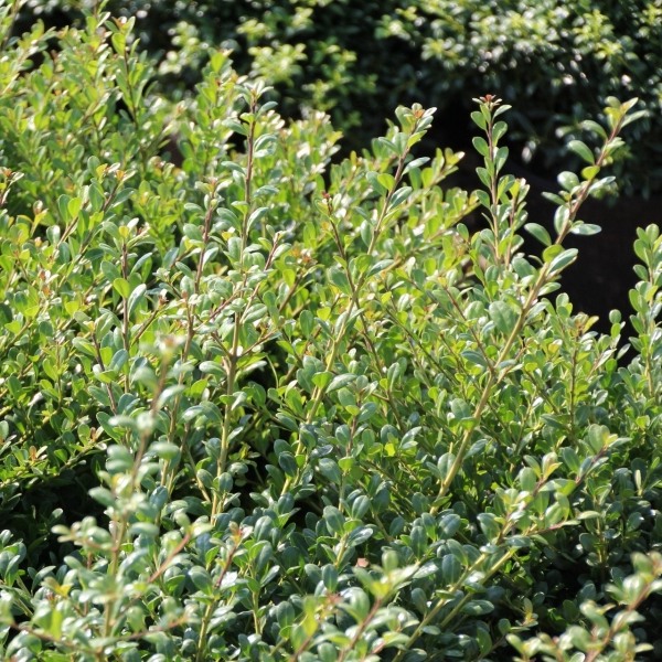 Compacta Japanese Holly