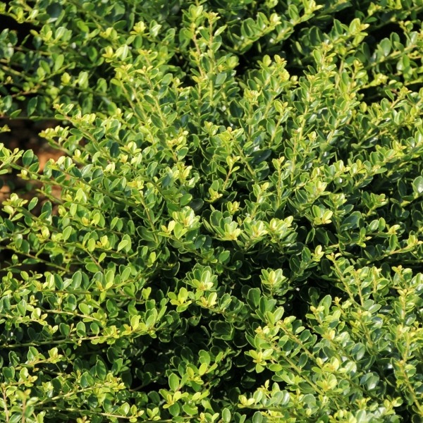 Compacta Japanese Holly