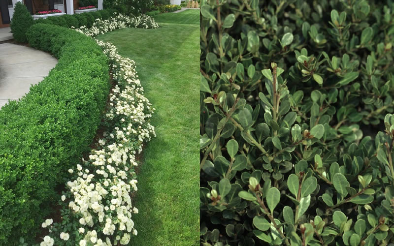Compacta Japanese Holly