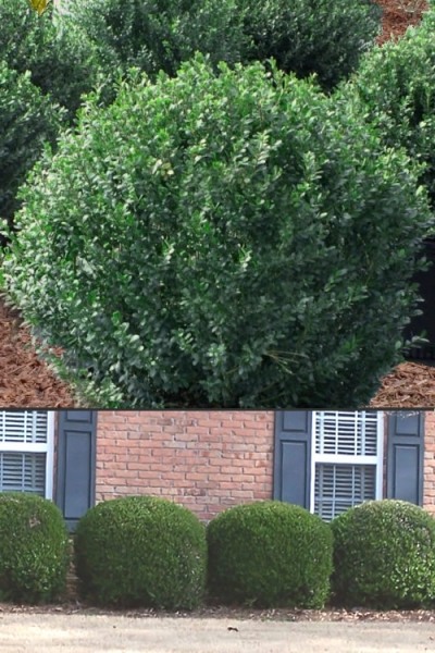 Compacta Japanese Holly