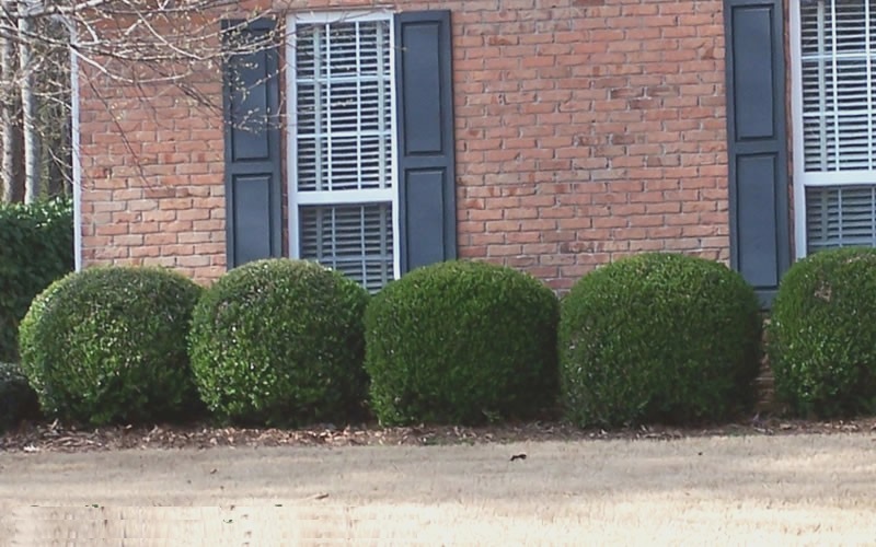Compacta Japanese Holly