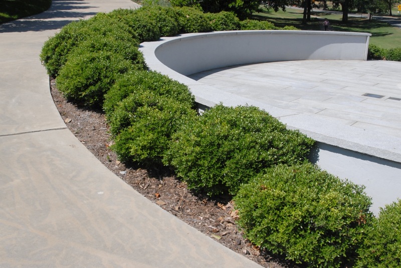 Compacta Japanese Holly
