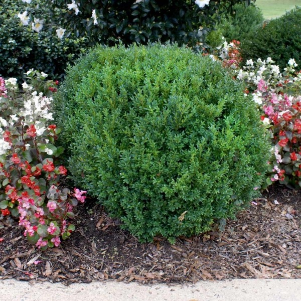 Compacta Japanese Holly
