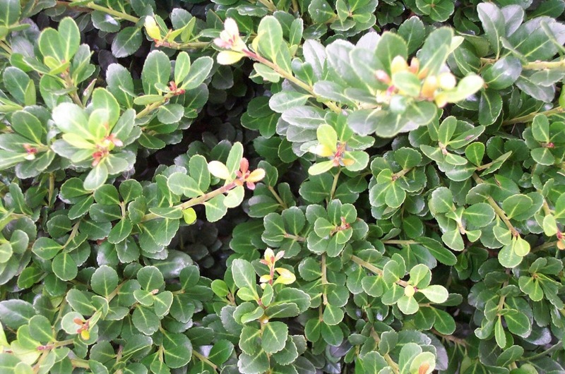 Compacta Japanese Holly