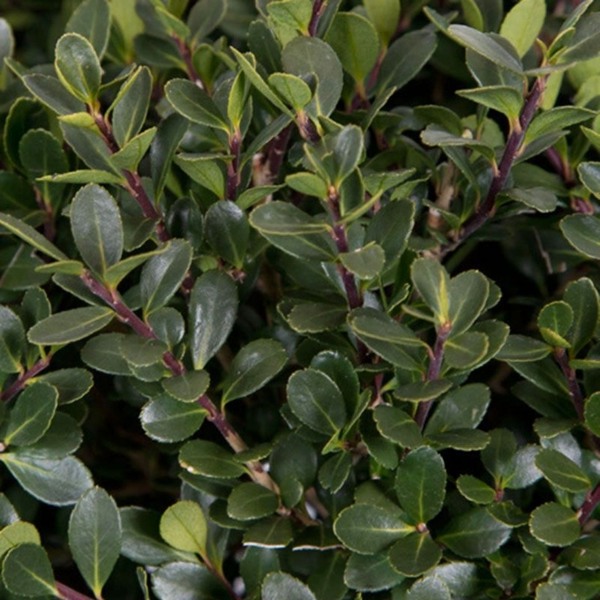 Compacta Japanese Holly