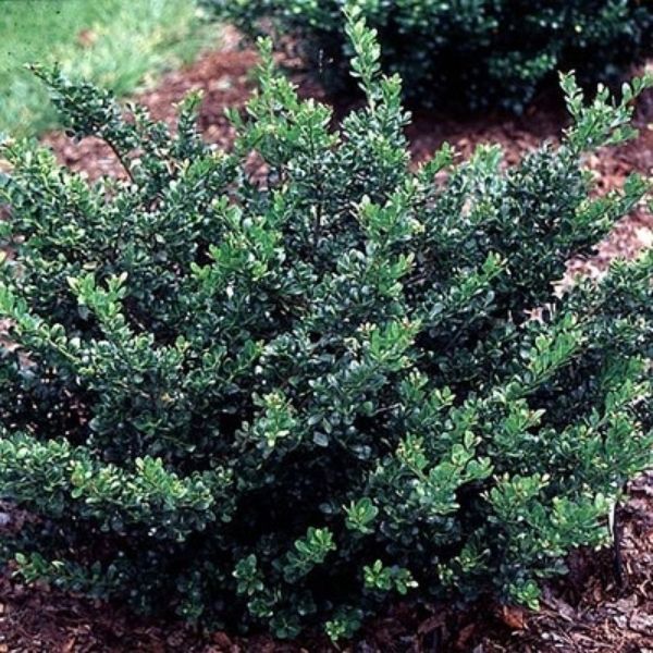 Compacta Japanese Holly