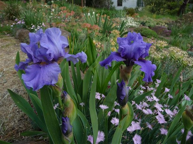 Aqua Taj Blue Bearded Iris