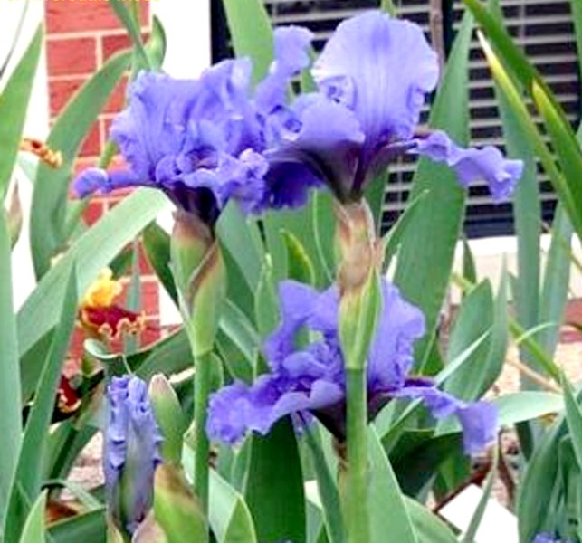 Aqua Taj Blue Bearded Iris