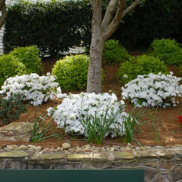 Autumn Angel Encore Azalea