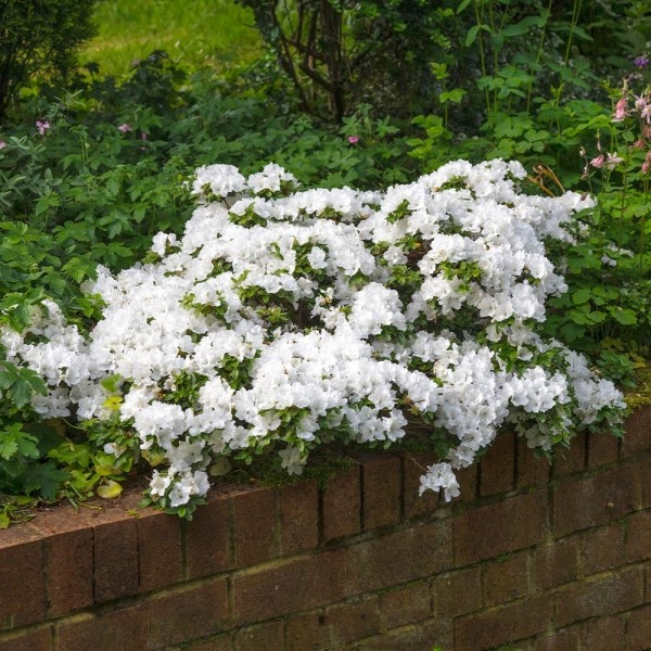 Autumn Angel Encore Azalea