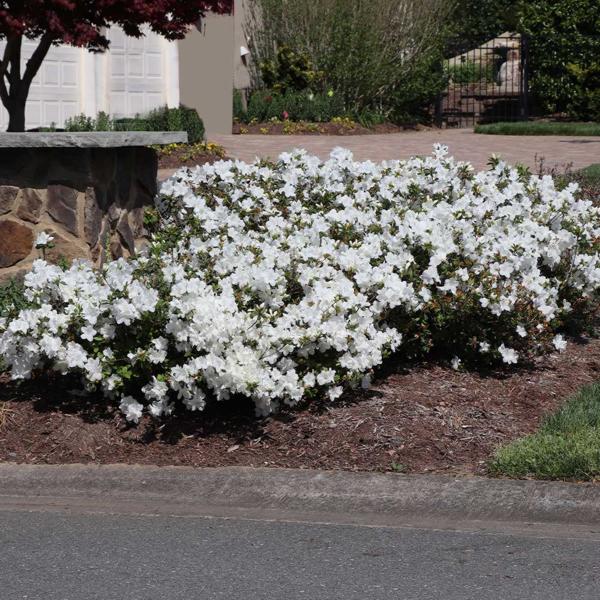 Autumn Angel Encore Azalea
