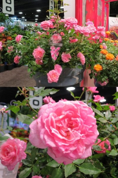 Sunrosa Fragrant Pink Dwarf Shrub Rose