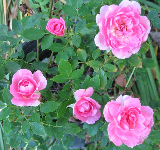 Sunrosa Fragrant Pink Dwarf Shrub Rose