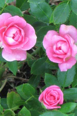 Sunrosa Fragrant Pink Dwarf Shrub Rose