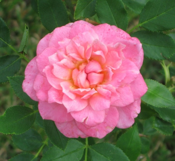 Sunrosa Fragrant Pink Dwarf Shrub Rose