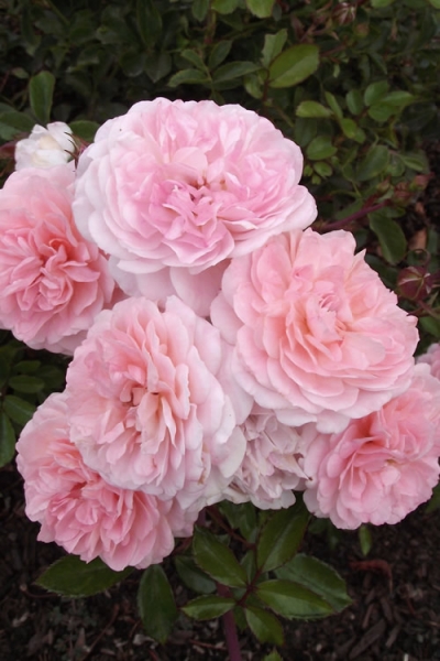 Sweet Drift Groundcover Rose