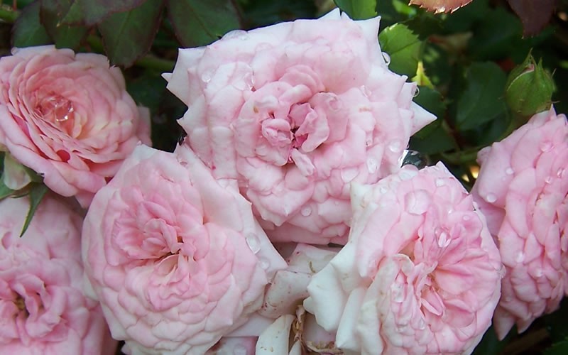 Sweet Drift Groundcover Rose