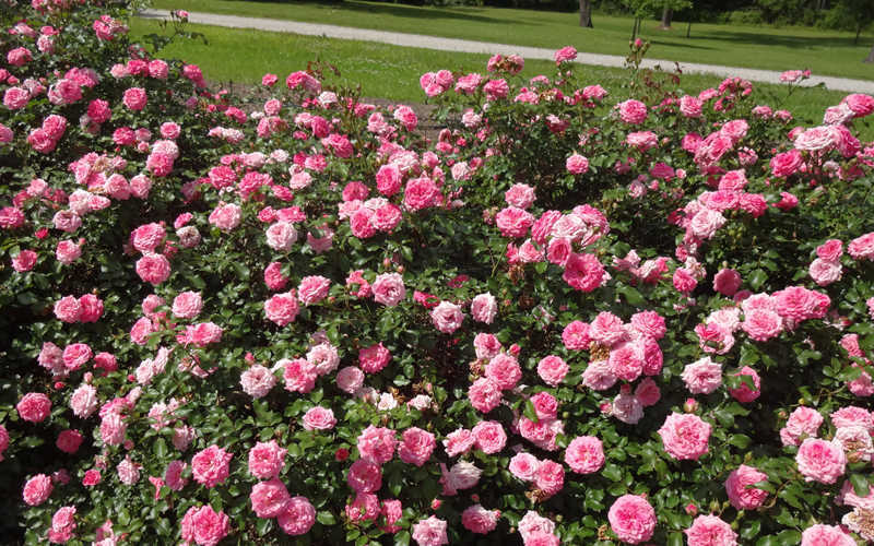 Sweet Drift Groundcover Rose