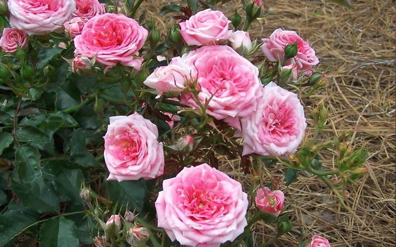 Sweet Drift Groundcover Rose