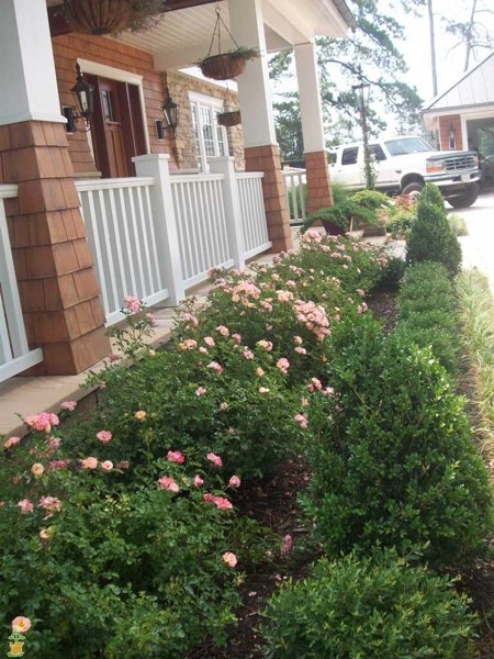 Sweet Drift Groundcover Rose
