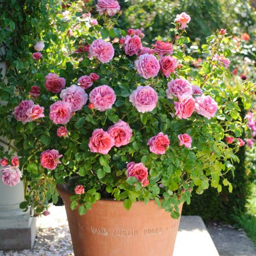Sweet Drift Groundcover Rose
