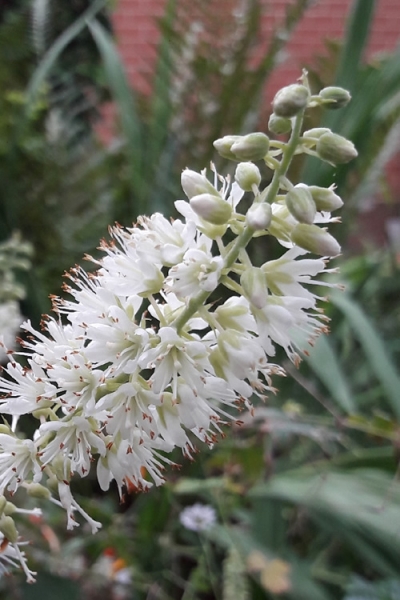 Hummingbird Summersweet Clethra