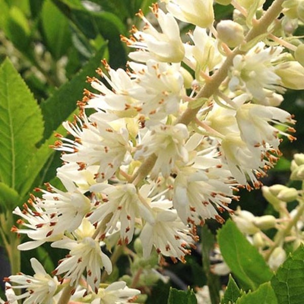 Hummingbird Summersweet Clethra
