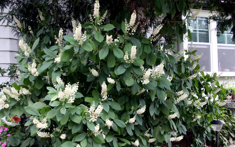 Hummingbird Summersweet Clethra