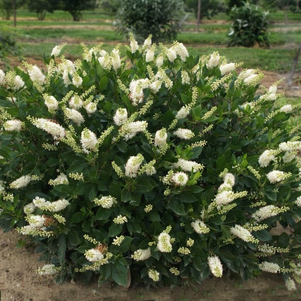Hummingbird Summersweet Clethra