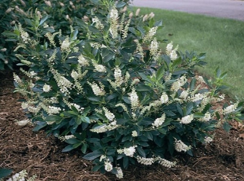 Hummingbird Summersweet Clethra