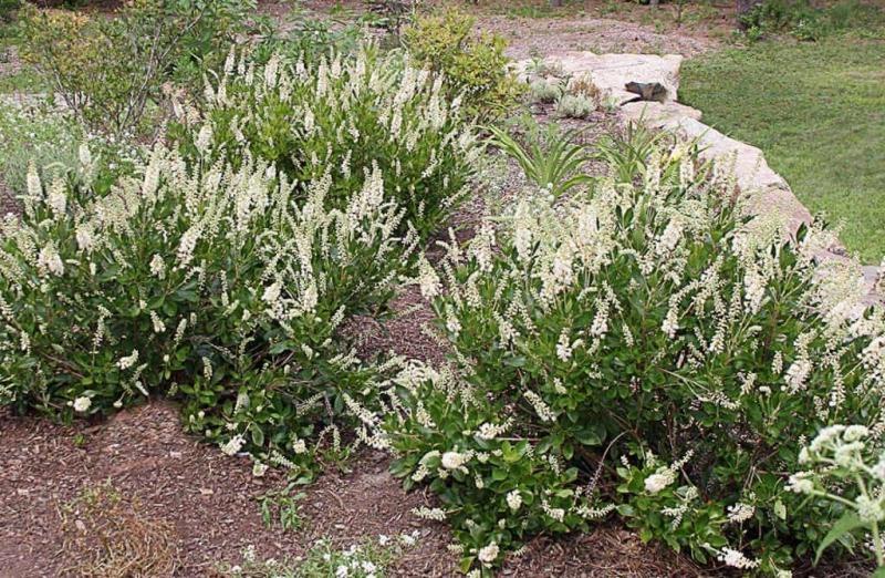 Hummingbird Summersweet Clethra