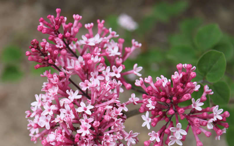 Bloomerang Pink Perfume Lilac