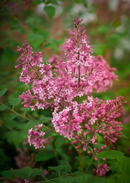 Bloomerang Pink Perfume Lilac