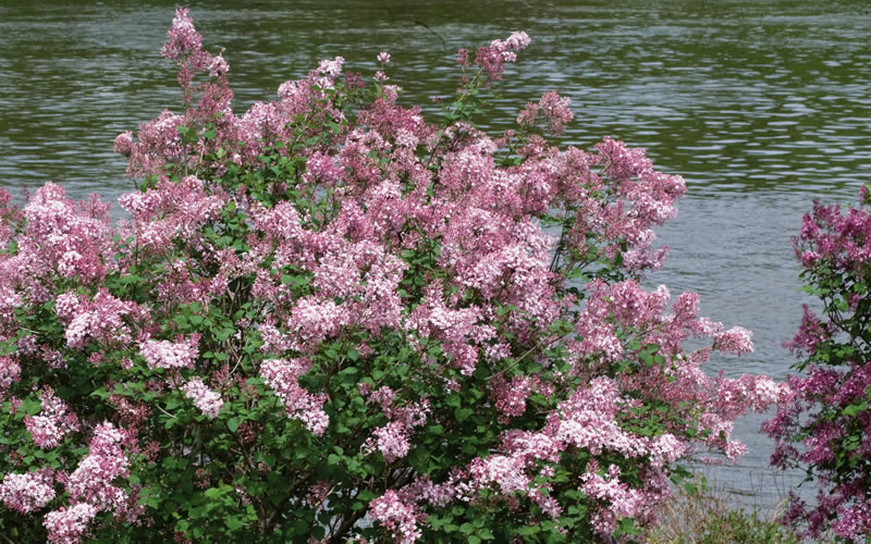 Bloomerang Pink Perfume Lilac