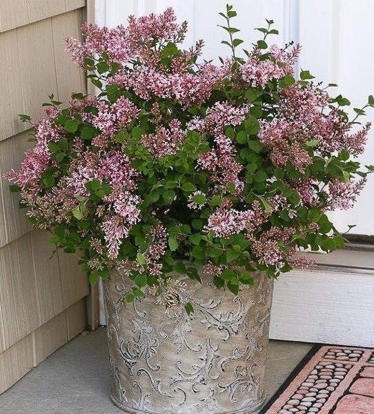 Bloomerang Pink Perfume Lilac