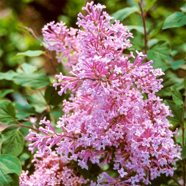 Bloomerang Pink Perfume Lilac