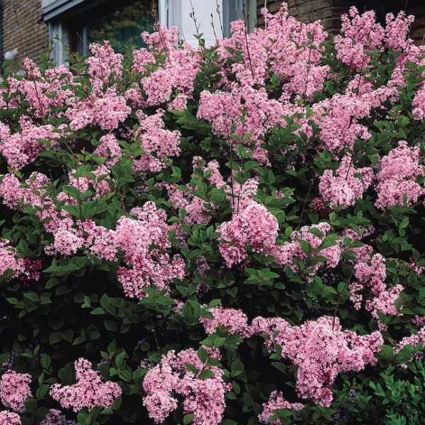 Bloomerang Pink Perfume Lilac