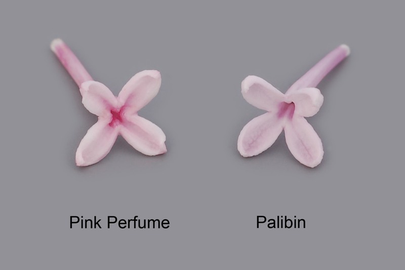 Bloomerang Pink Perfume Lilac