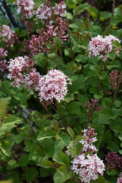 Bloomerang Pink Perfume Lilac