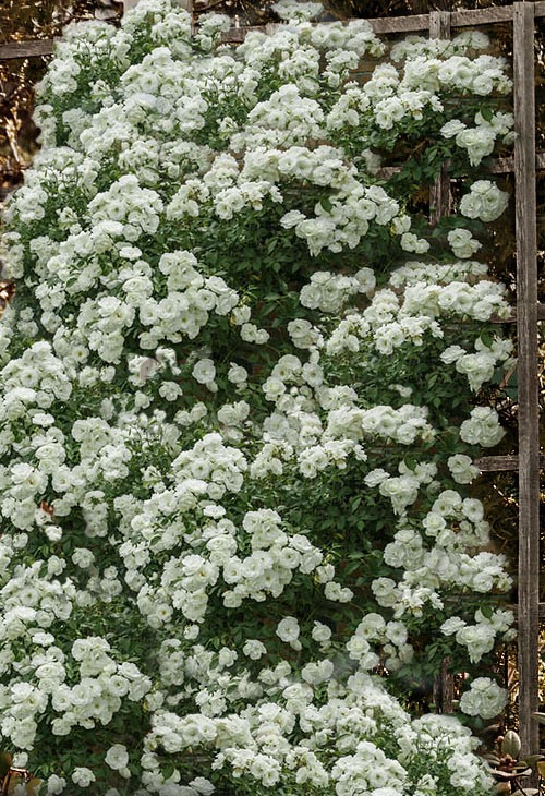 Lady Banks White Rose
