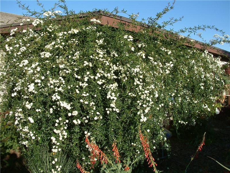 Lady Banks White Rose