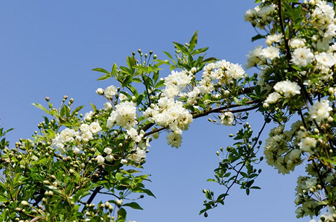 Lady Banks White Rose