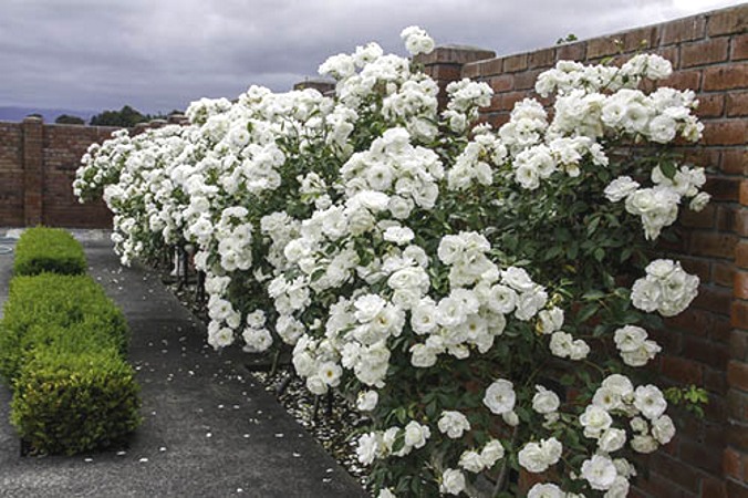 Lady Banks White Rose