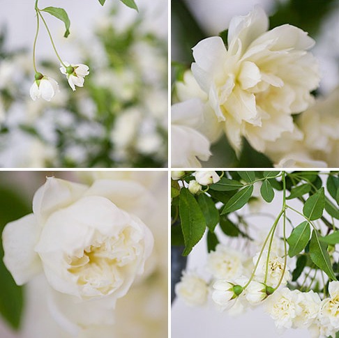 Lady Banks White Rose
