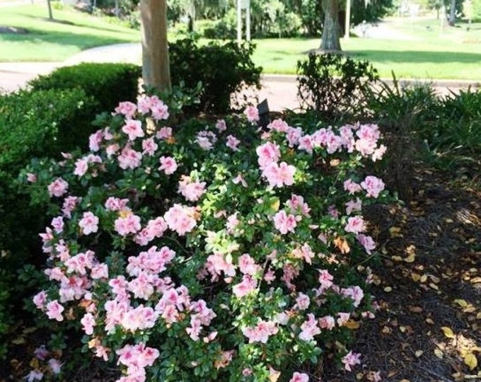 Autumn Belle Encore Azalea