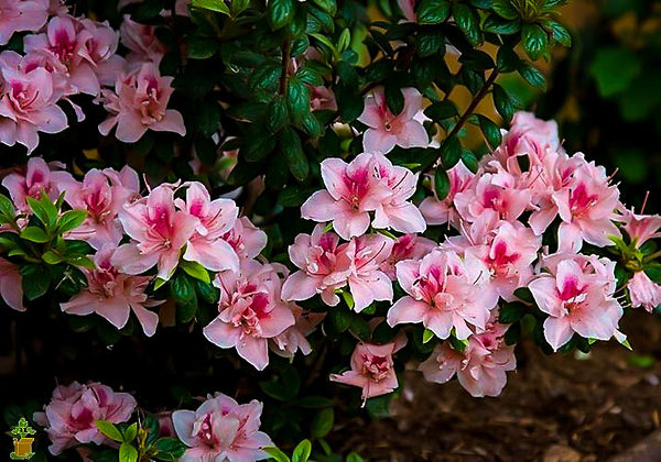 Autumn Belle Encore Azalea