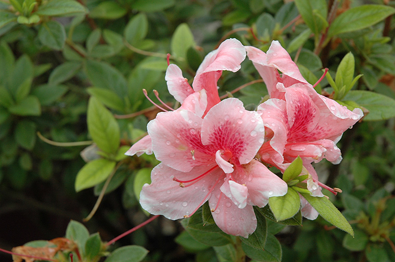Autumn Belle Encore Azalea